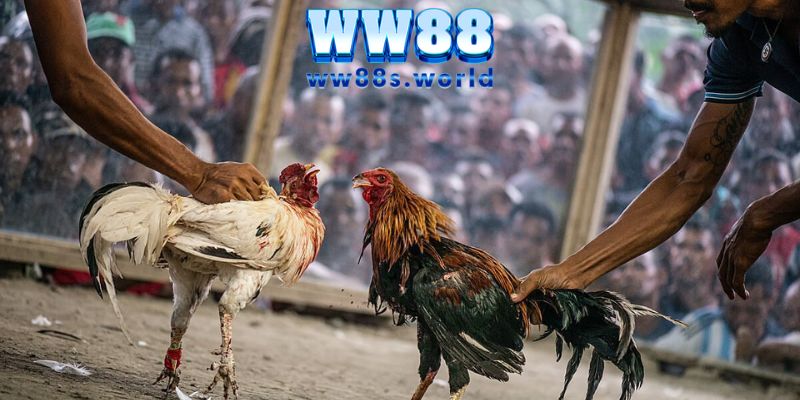 ĐÁ GÀ WW88 - TẬN HƯỞNG NHỮNG TRẬN ĐẤU ĐỈNH CAO 4 Đá gà cựa dao